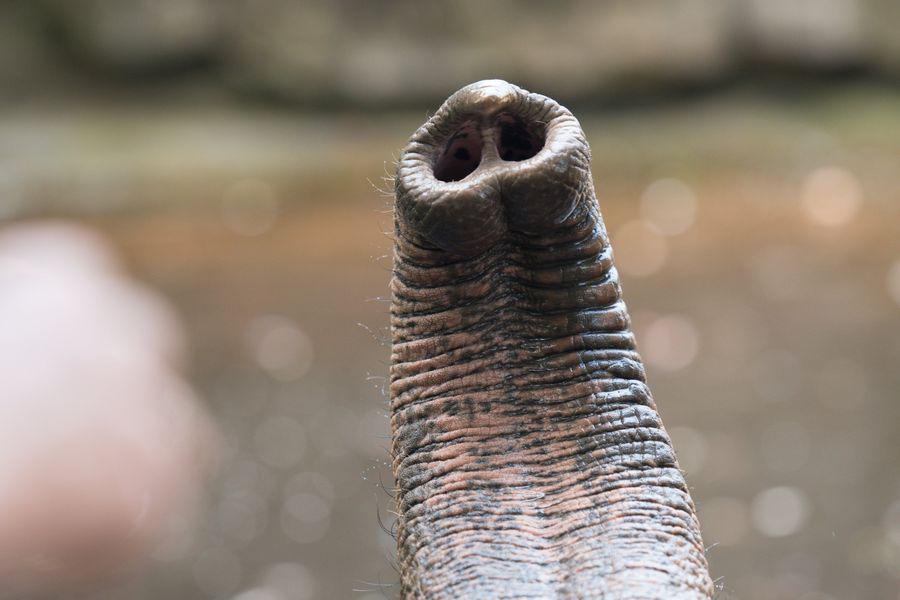 Close-up of an Asian elephant’s trunk tip, with fine whiskers along its sides
