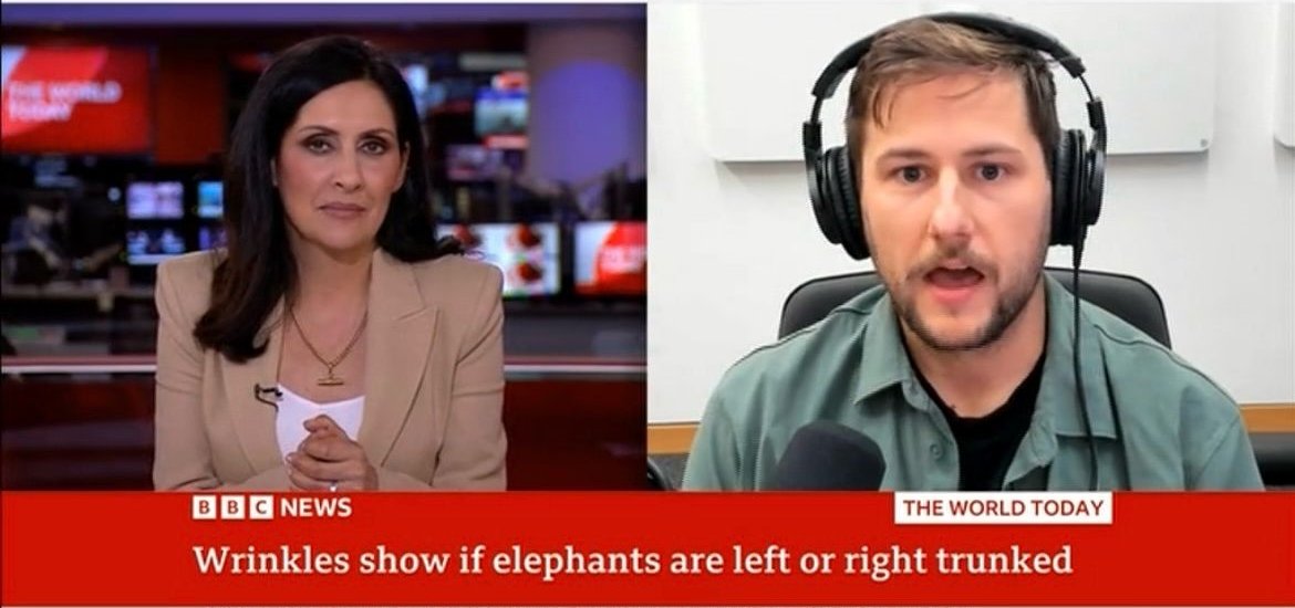 BBC News split screen of a studio anchor and a researcher in headphones, captioned “Wrinkles show if elephants are left or right trunked”